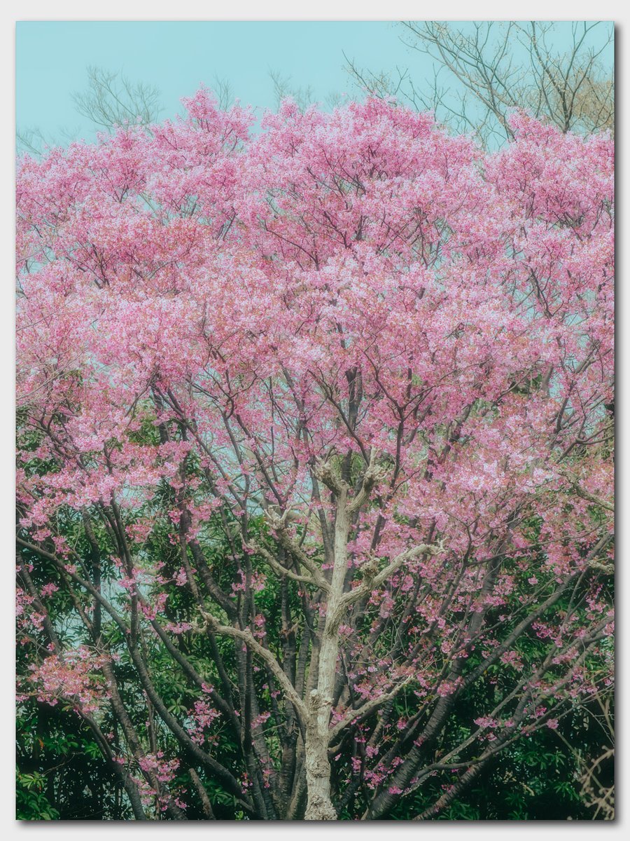 なぁ Hide (Re:) tweet media