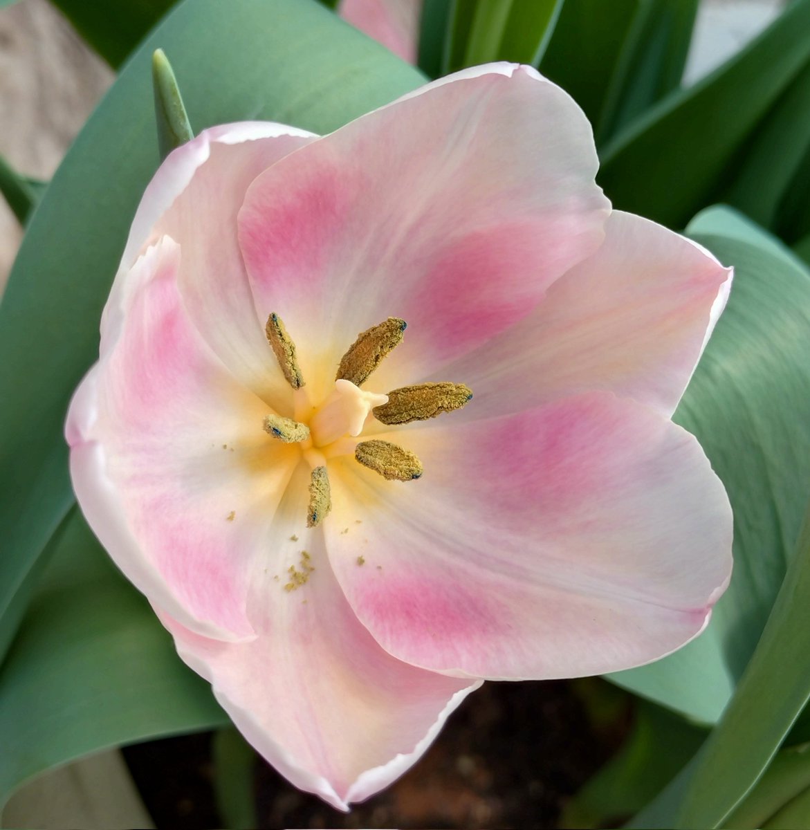 🌸🌷

#猪苗代ハーブ園
#雪見さくら祭り
#桜
#チューリップ
