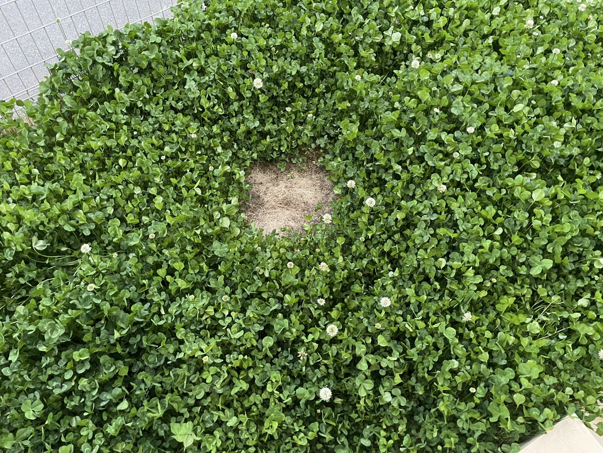 らってん技研 tweet media