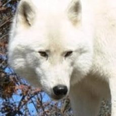 bangchan as wolves 🐺 tweet media