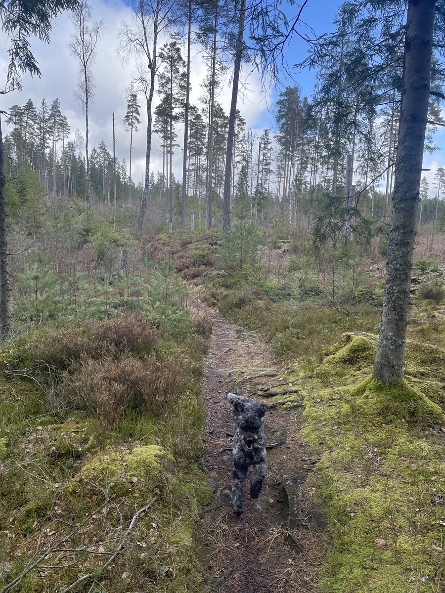 Erik Flybäck tweet media