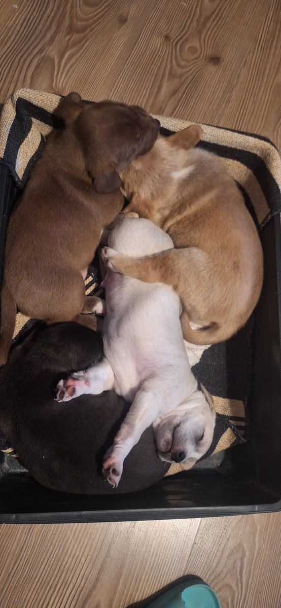 OykuBaobap MESEMLER KAPATILSIN tweet media