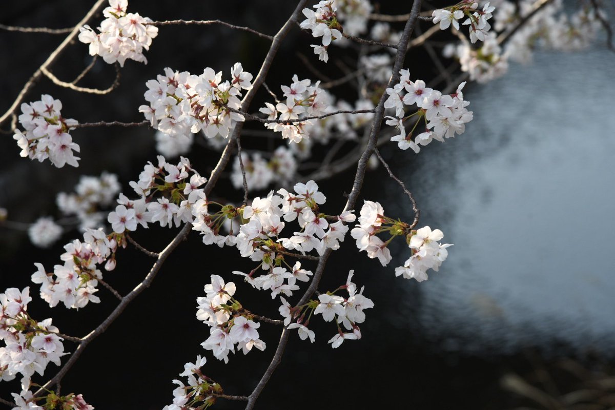 ACCEL🇯🇵🇳🇱🇺🇸 tweet media