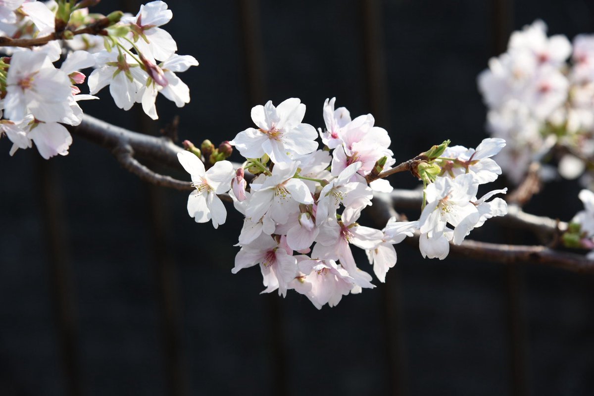 ACCEL🇯🇵🇳🇱🇺🇸 tweet media