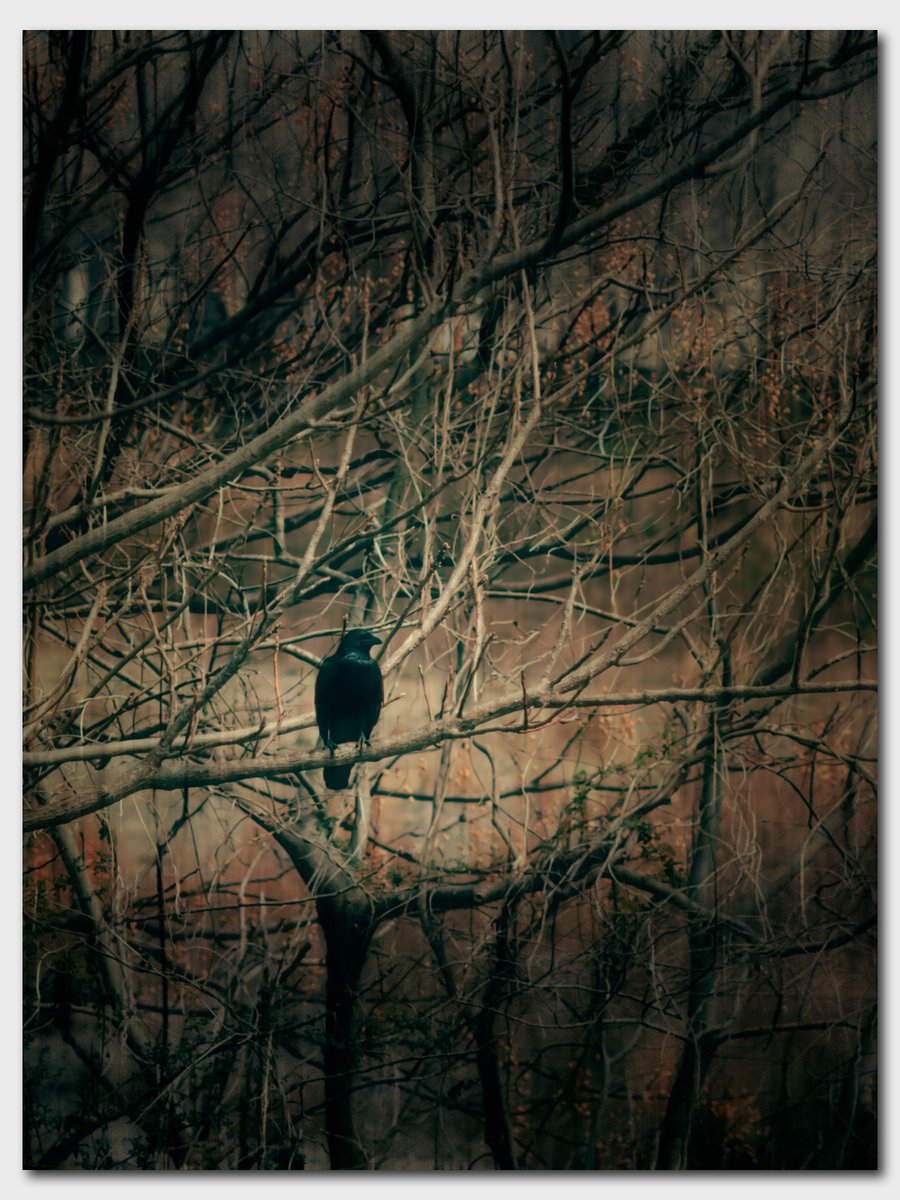 なぁ Hide (Re:) tweet media