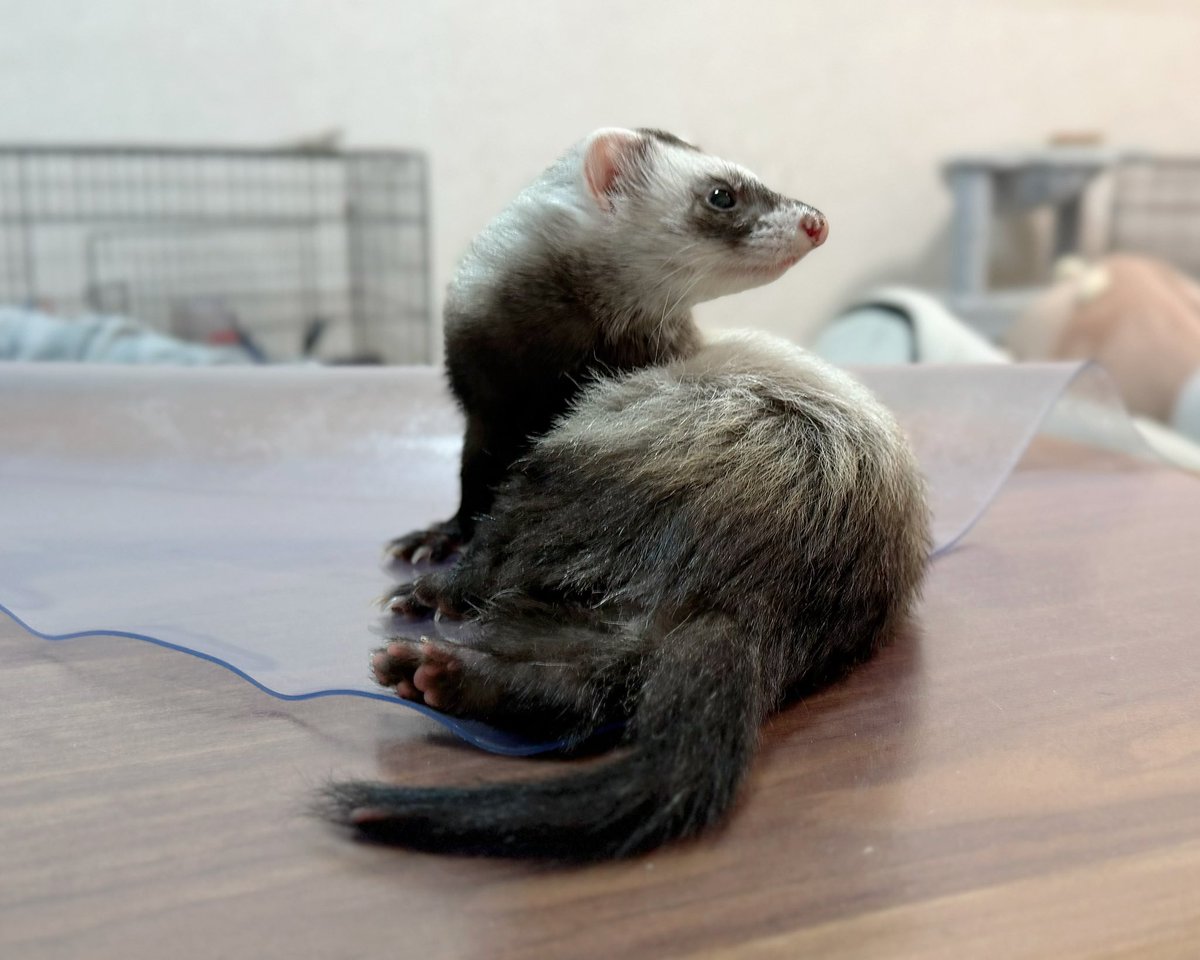 あくりろにとりる♡𖤐 ̖́- tweet media