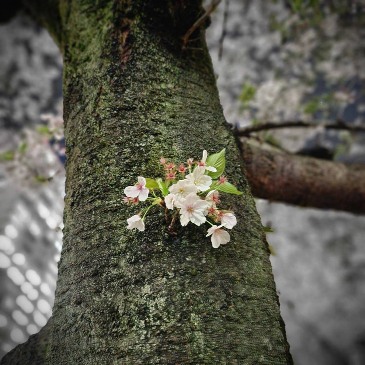 オールナイトニッポンMUSIC10 tweet media