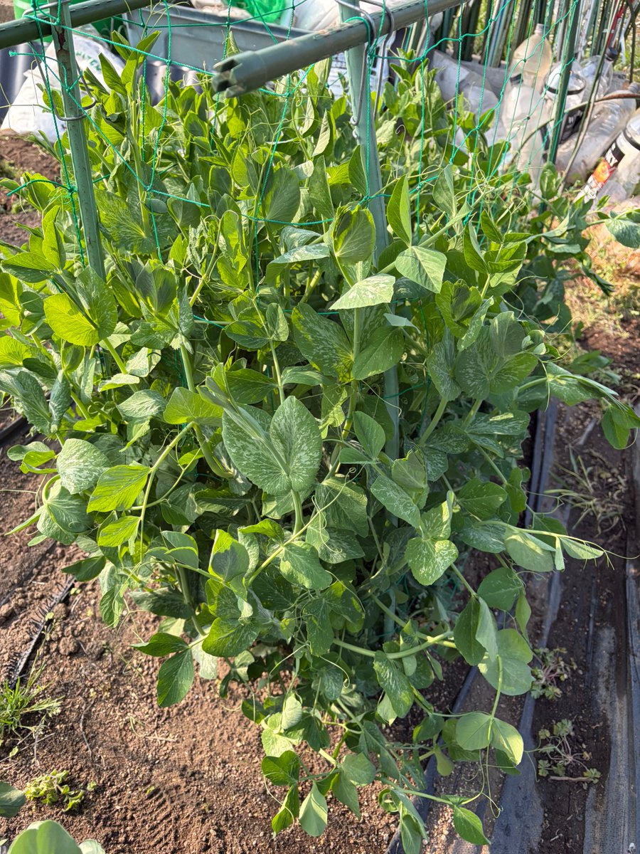 レイソル太郎 tweet media