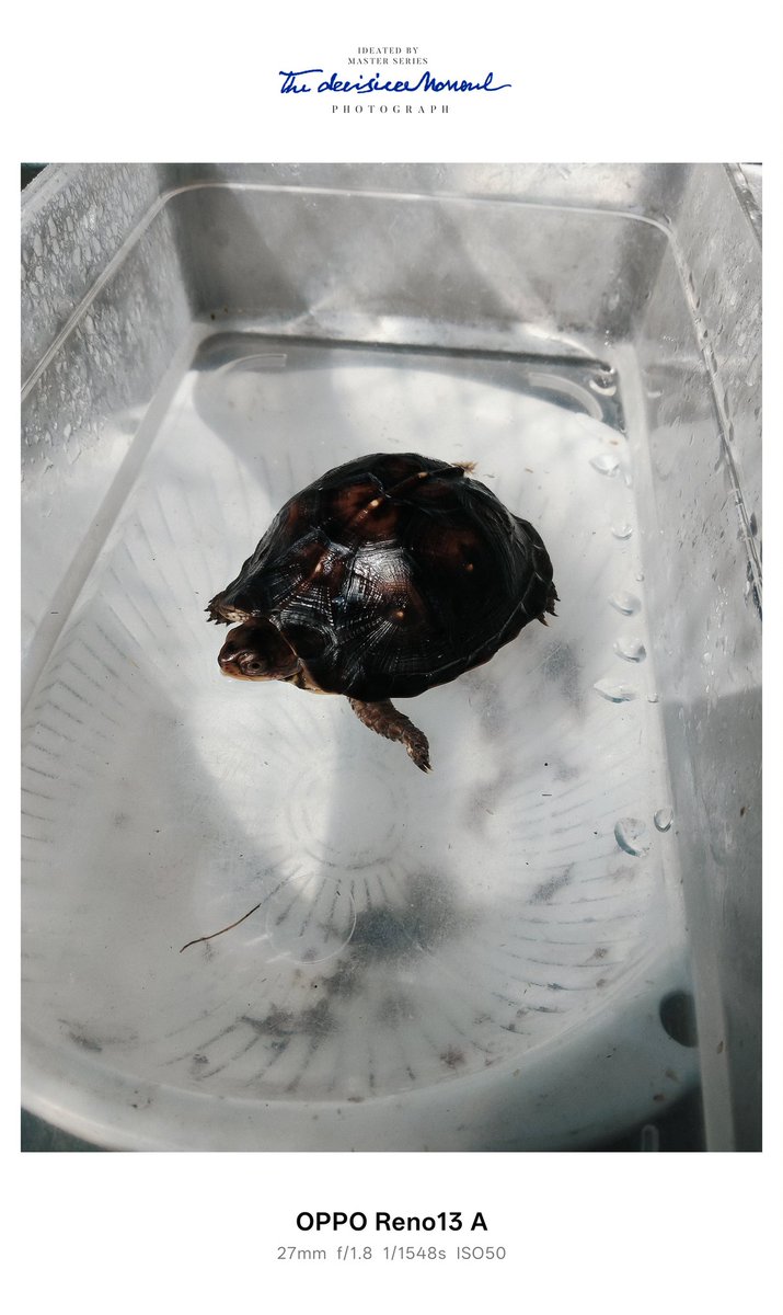 👆🐢🤪👻Too fast to live, too young to die.😁😍🤞 tweet media