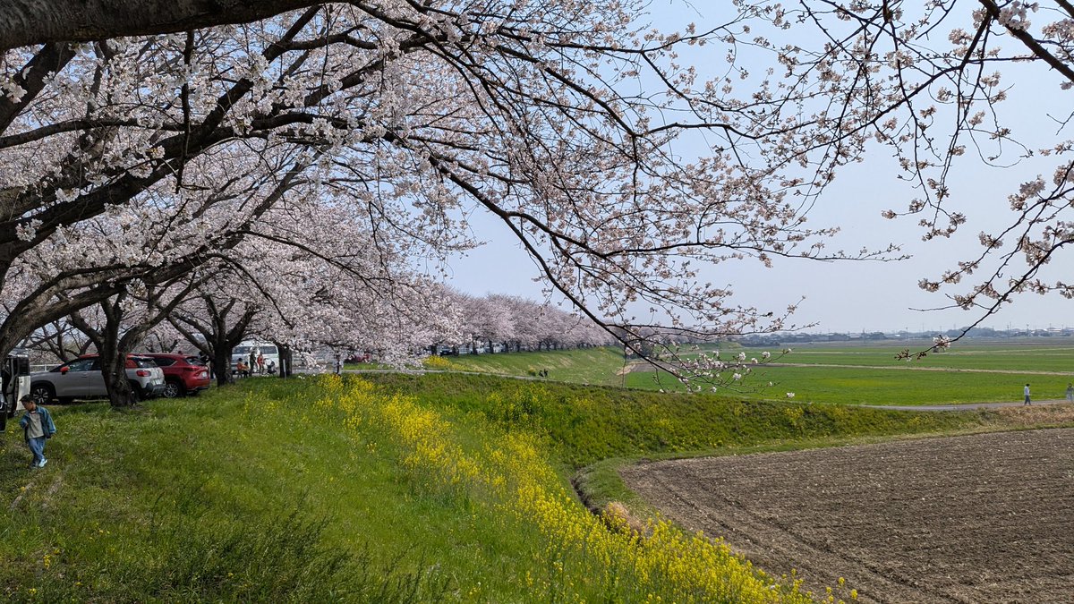 himazin301's tweet photo. 桜見に行った　癒された https://t.co/UZEyLXkhkZ