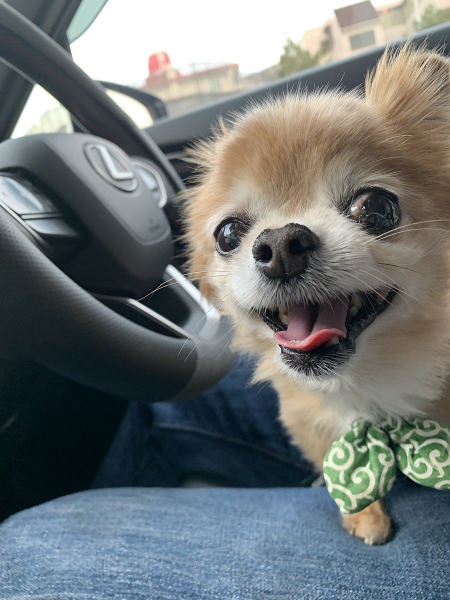 こたしゃん tweet media