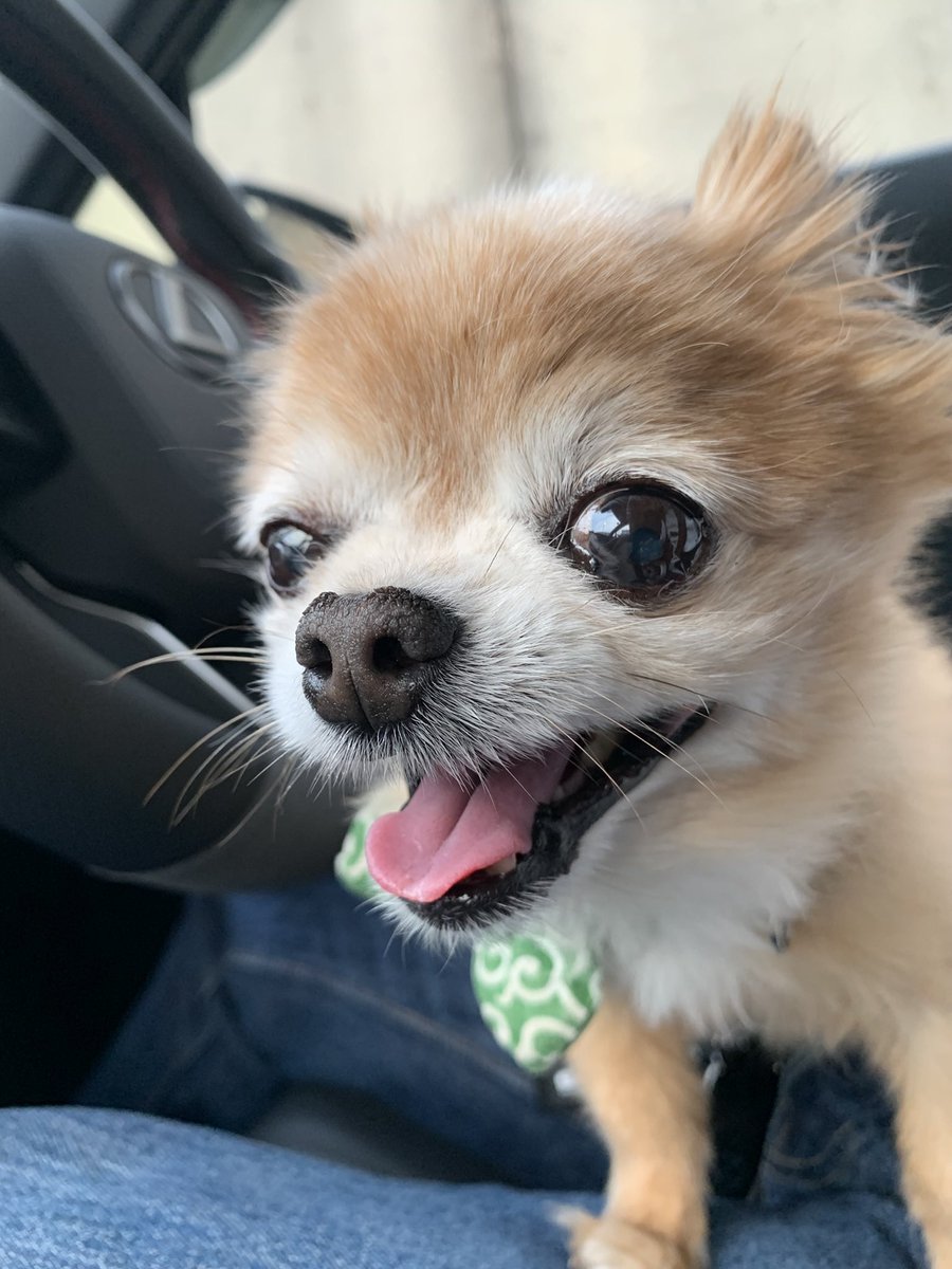 こたしゃん tweet media