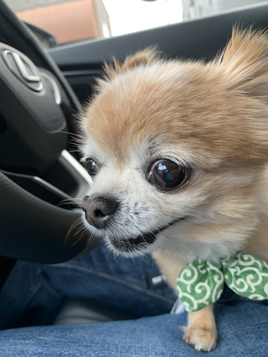 こたしゃん tweet media