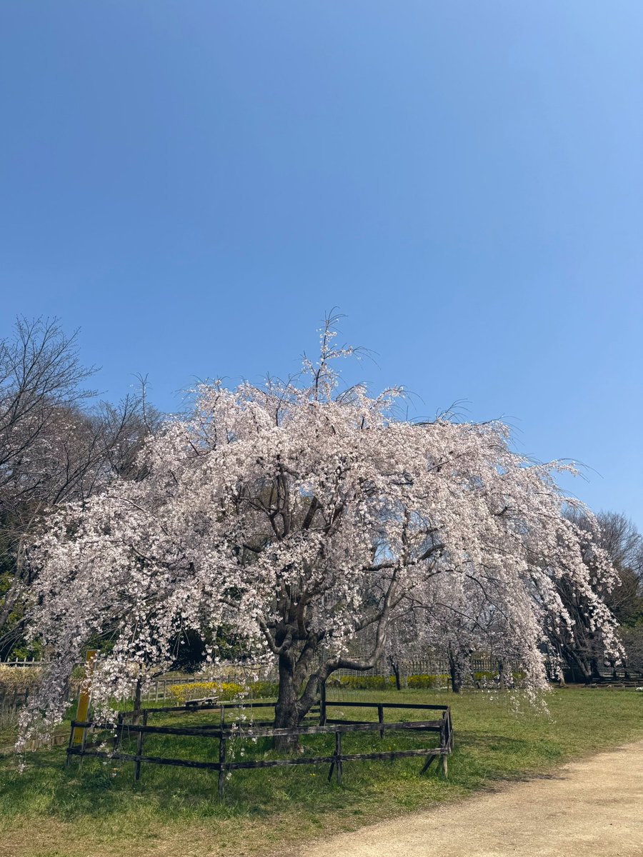 サト(satoosato) tweet media