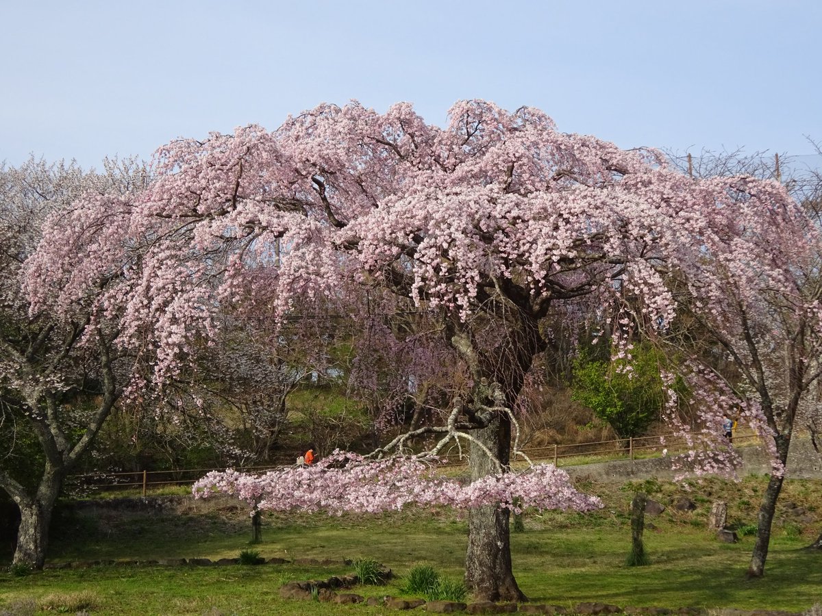 もづる tweet media