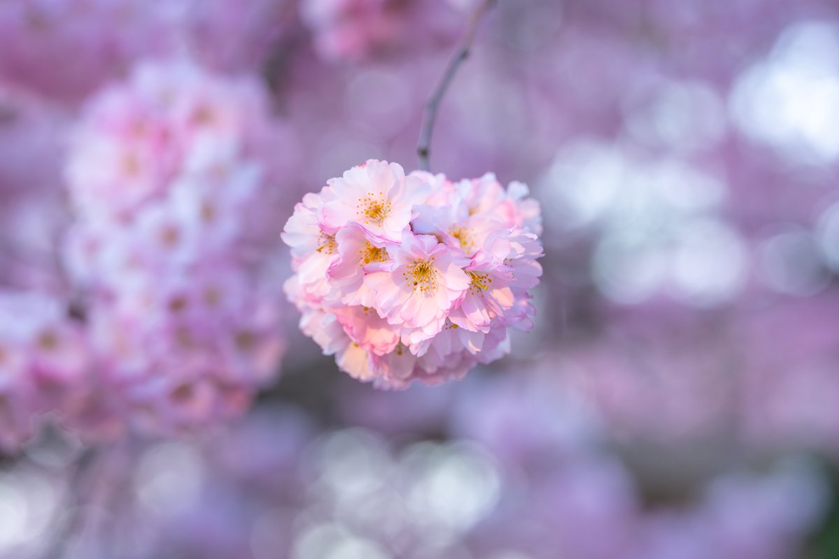 Albert Dros tweet media