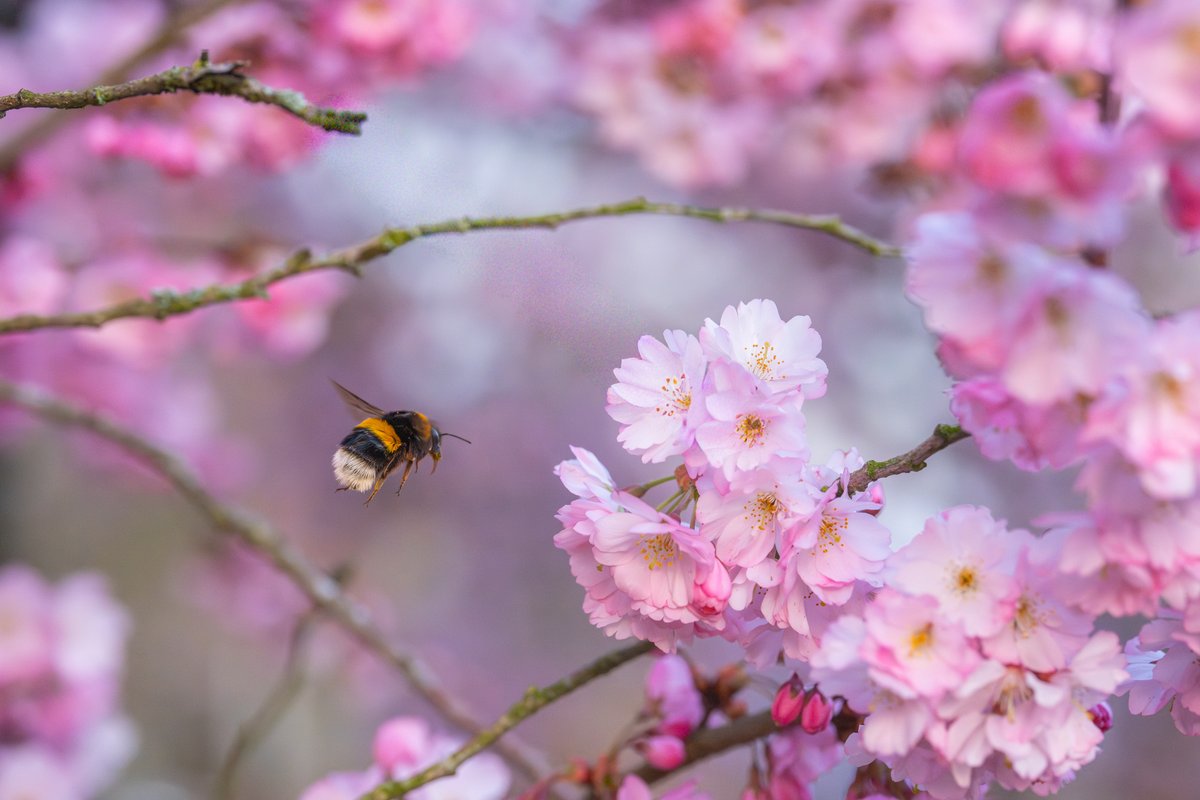 Albert Dros tweet media