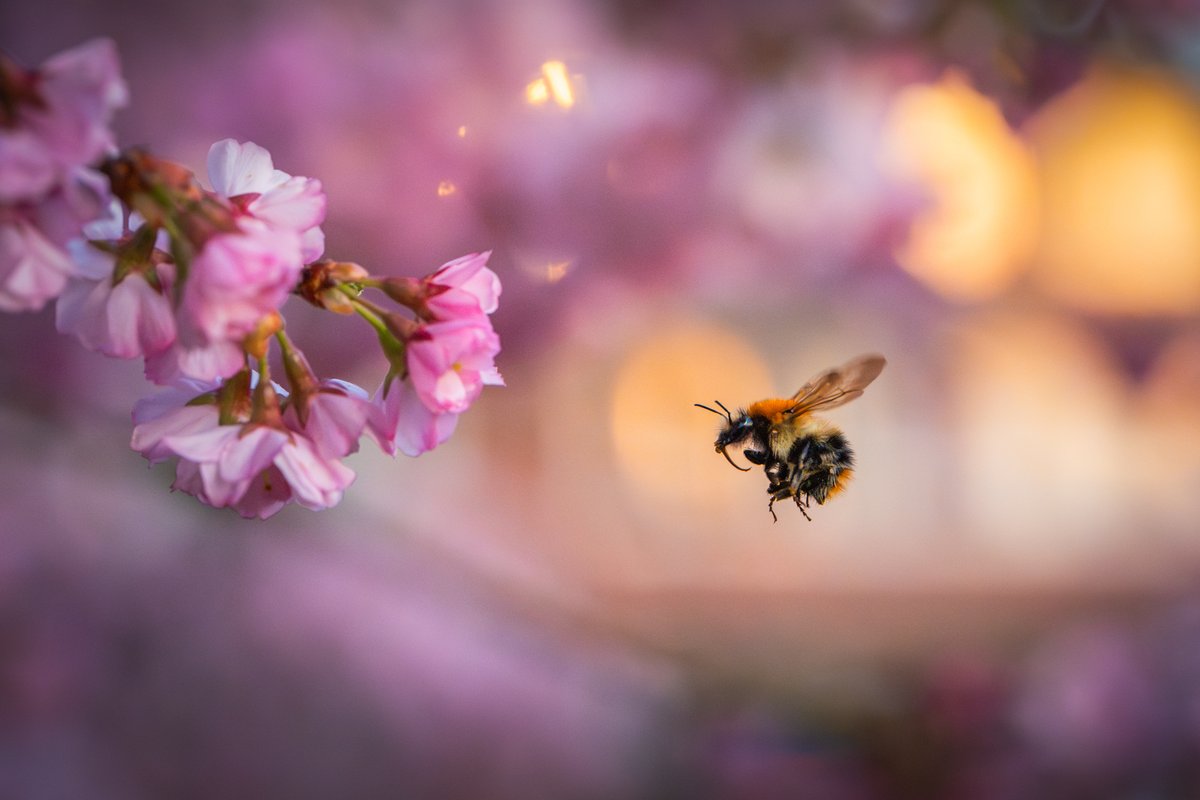 Albert Dros tweet media