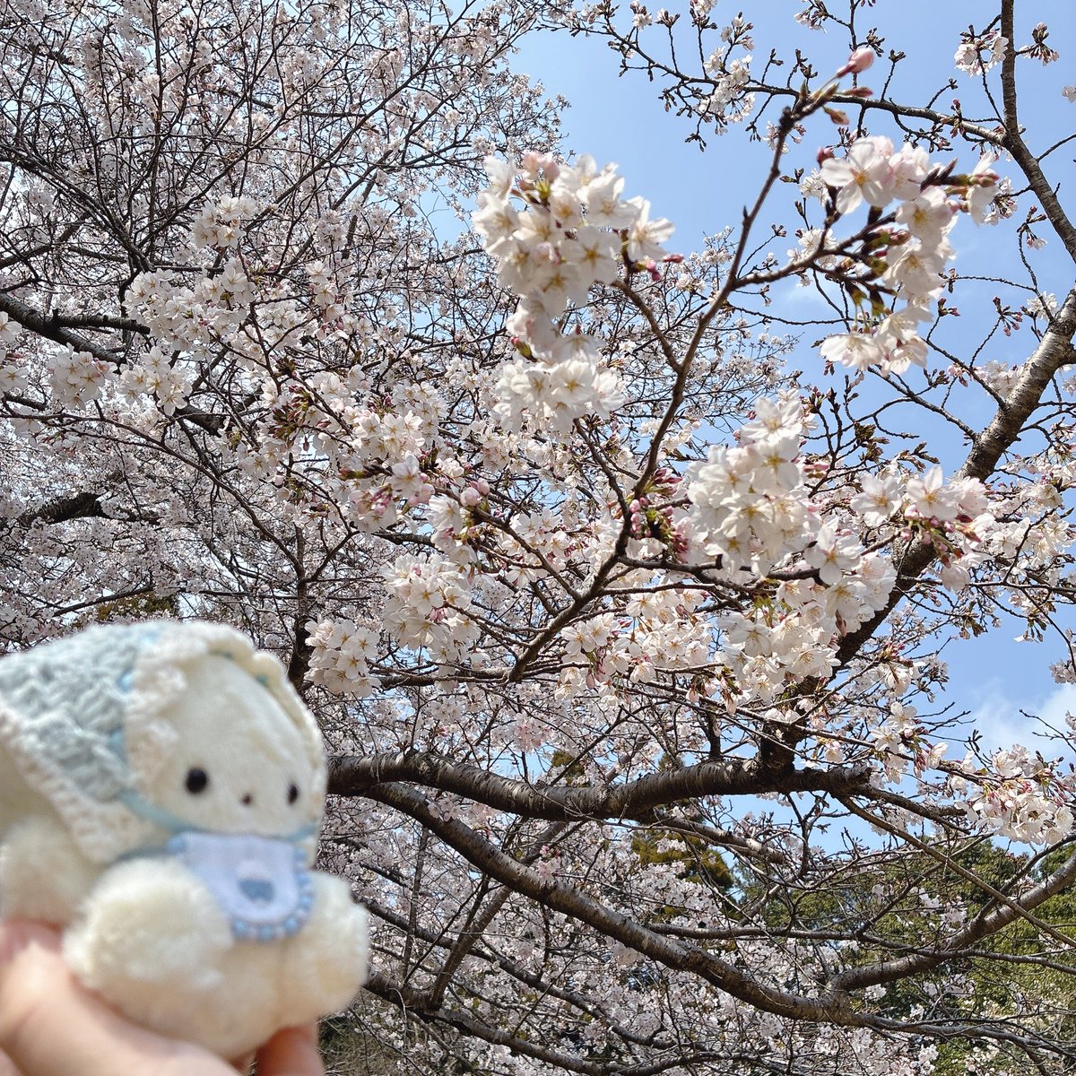 ちいも。 tweet media