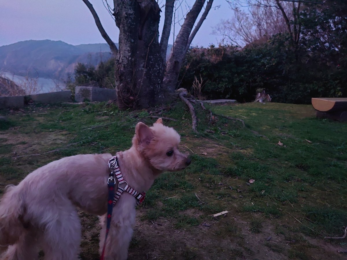 てるりん tweet media