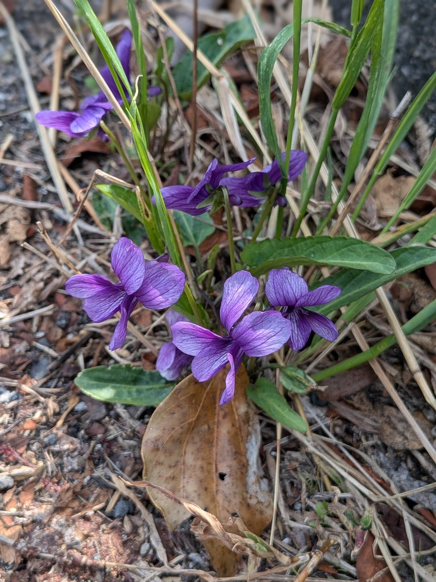 風の便り2 tweet media