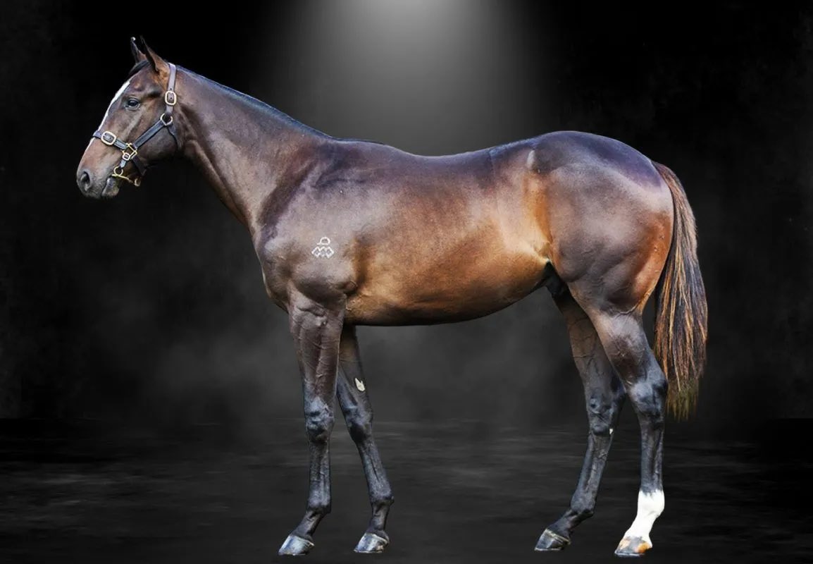 PR🟢VEN Thoroughbreds tweet media