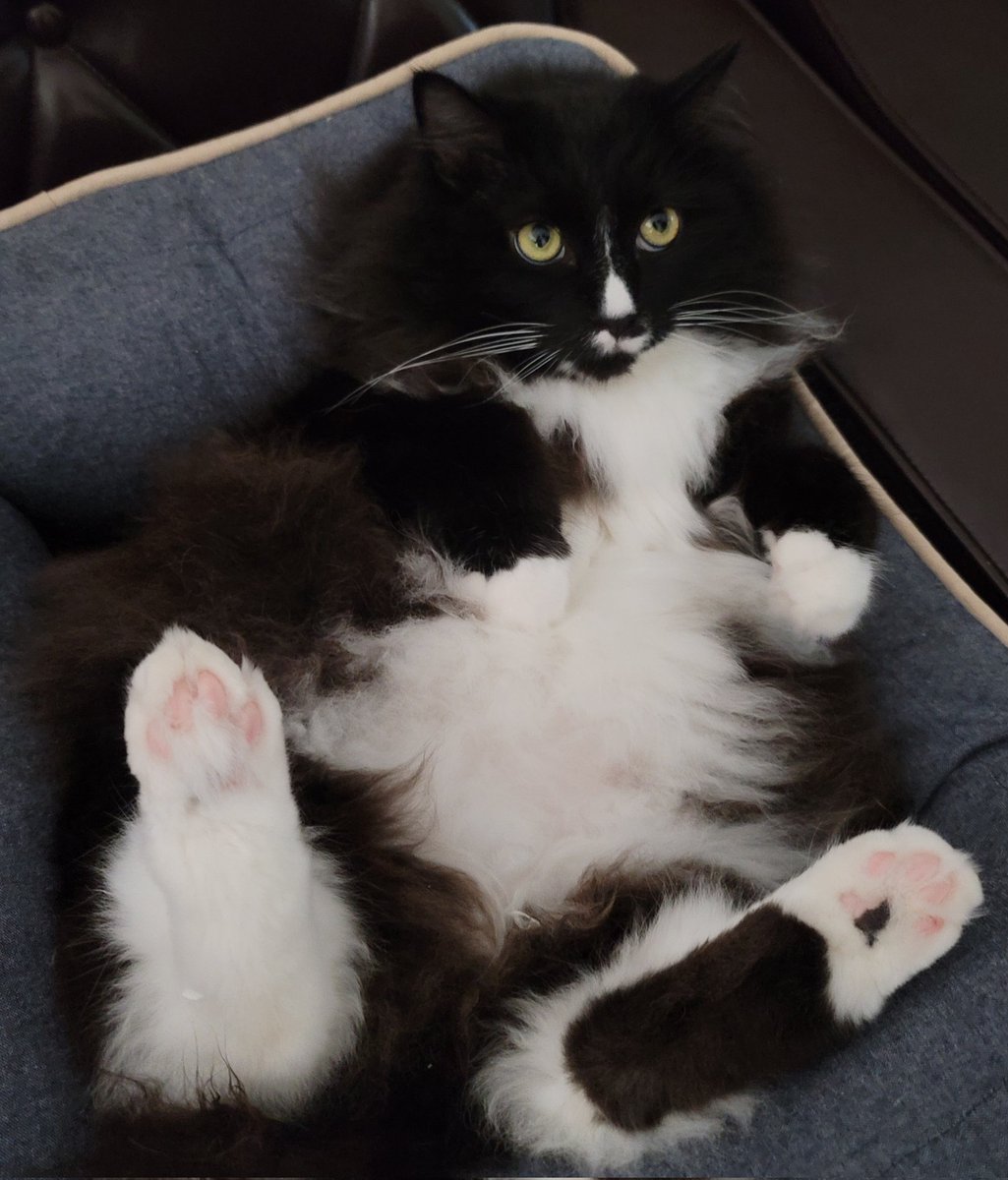 ㅂㅗㅂㅣ tweet media