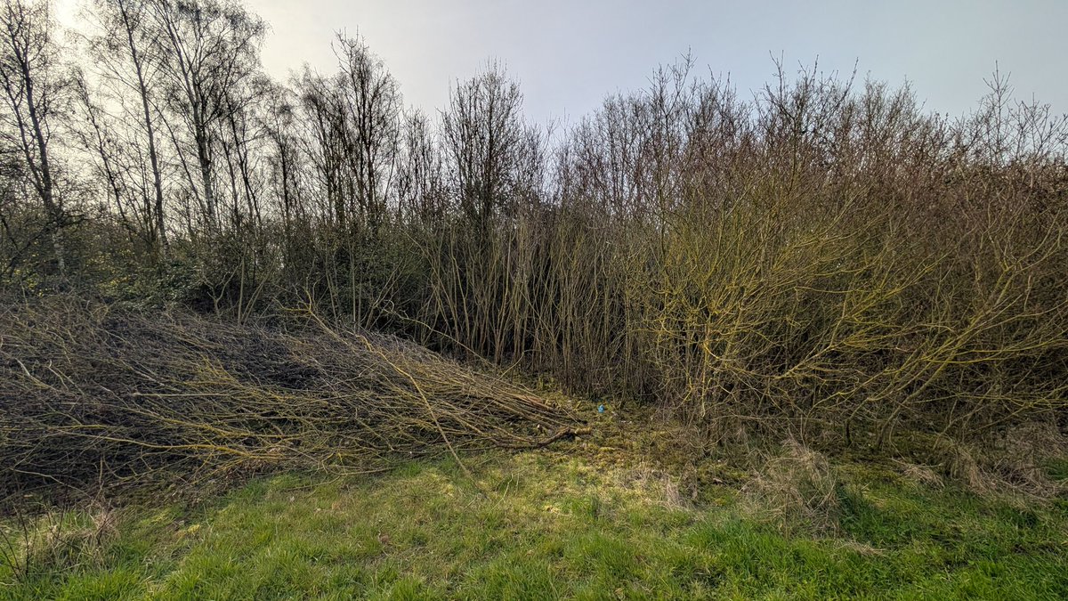 ecobadger🌳 tweet media