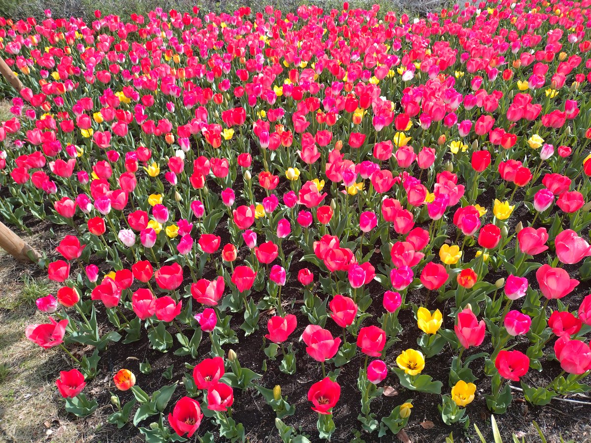 とにこさん tweet media