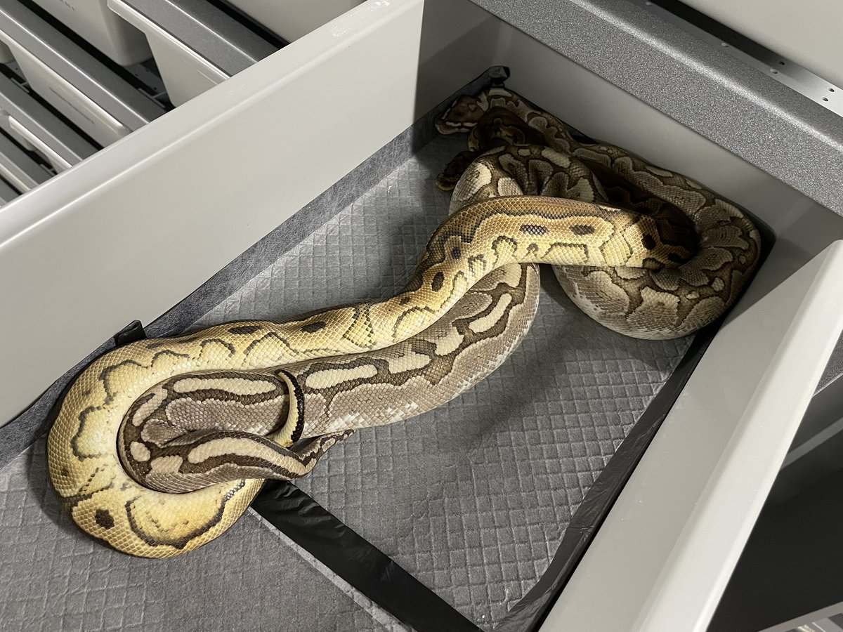 δ7Ballpython tweet media