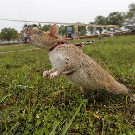 Neural Space tweet media