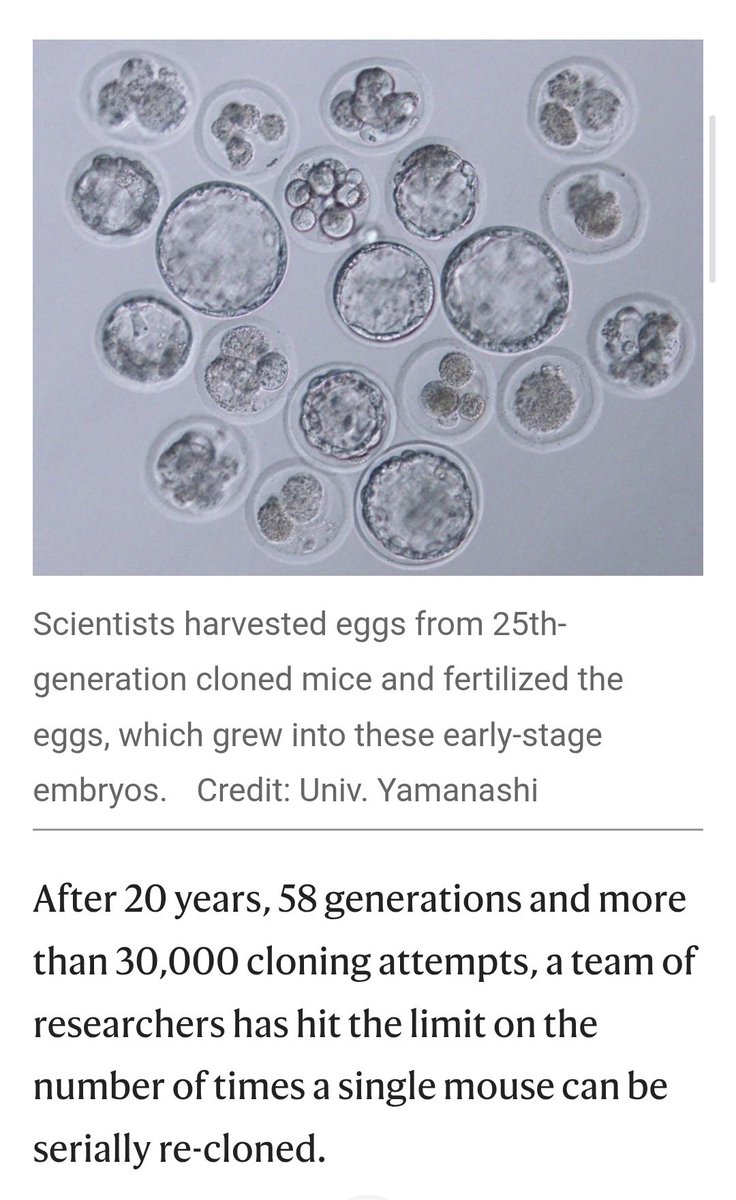 자가복제로 영생은 불가능한가?

1. 와카야마 사야카 일본 야마나시대 연구팀이 자신들이 실험한 포유류 무한 복제 결과를 국제학술지 '네이처 커뮤니케이션즈'에 발표했음

2. 이 연구팀은 한 마리의 생쥐에서 시작해 20년간 58세대에 걸쳐 연속 복제를 수행함(총 1,200마리 이상 생산)

3. 포유류