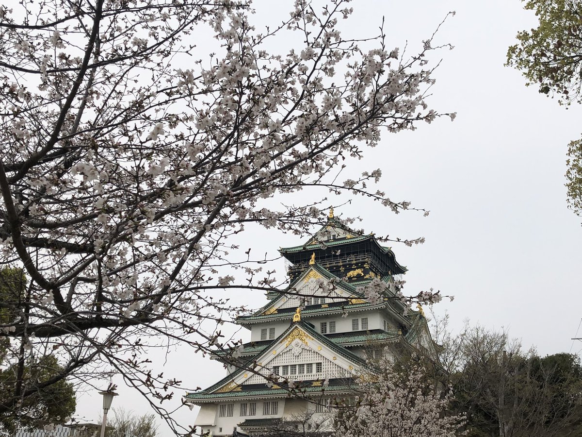 カピヴァラ tweet media