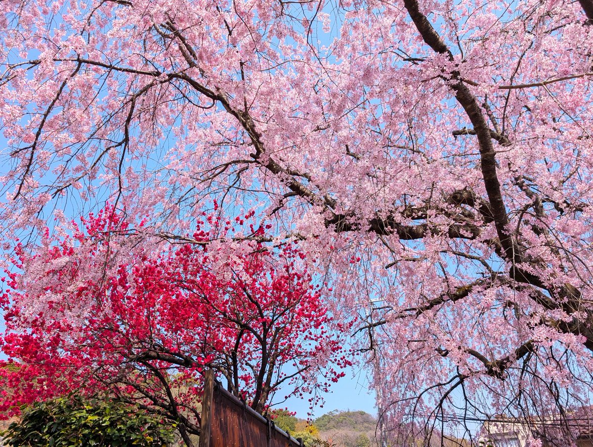 ﾄﾞﾗｲﾌﾞ400 tweet media