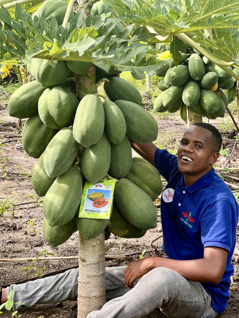 msakufarm's tweet photo. PAPAI REDROYALE F1
💚Mmea wake ni mfupi
💚Uzito wa tunda ni kilo 2.5-3.5
💚Mmea wake huduma kwa miaka 2-3 shambani 
💚Imara matunda 60-80 kwa msimu kwa mche mmoja
MBEGU BORA KWA MAPATO MAZURI
#tukafosichaka https://t.co/jTrwc6fcOt