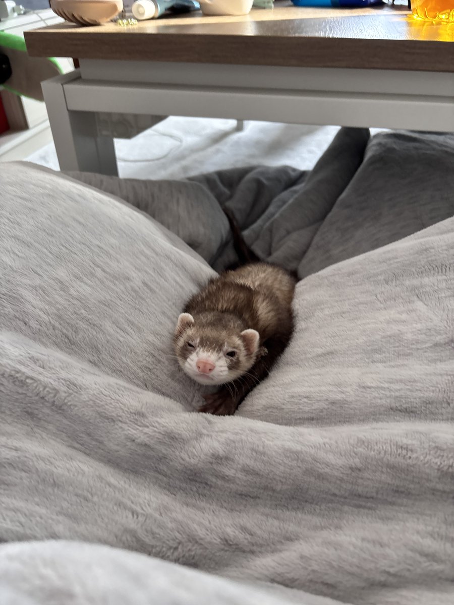 フェレットのちゃーちゃん🦦 tweet media