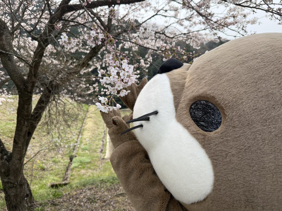 ニホンカワウソ幻(げん)ちゃん【公式】 tweet media