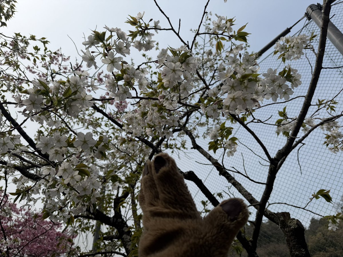ニホンカワウソ幻(げん)ちゃん【公式】 tweet media