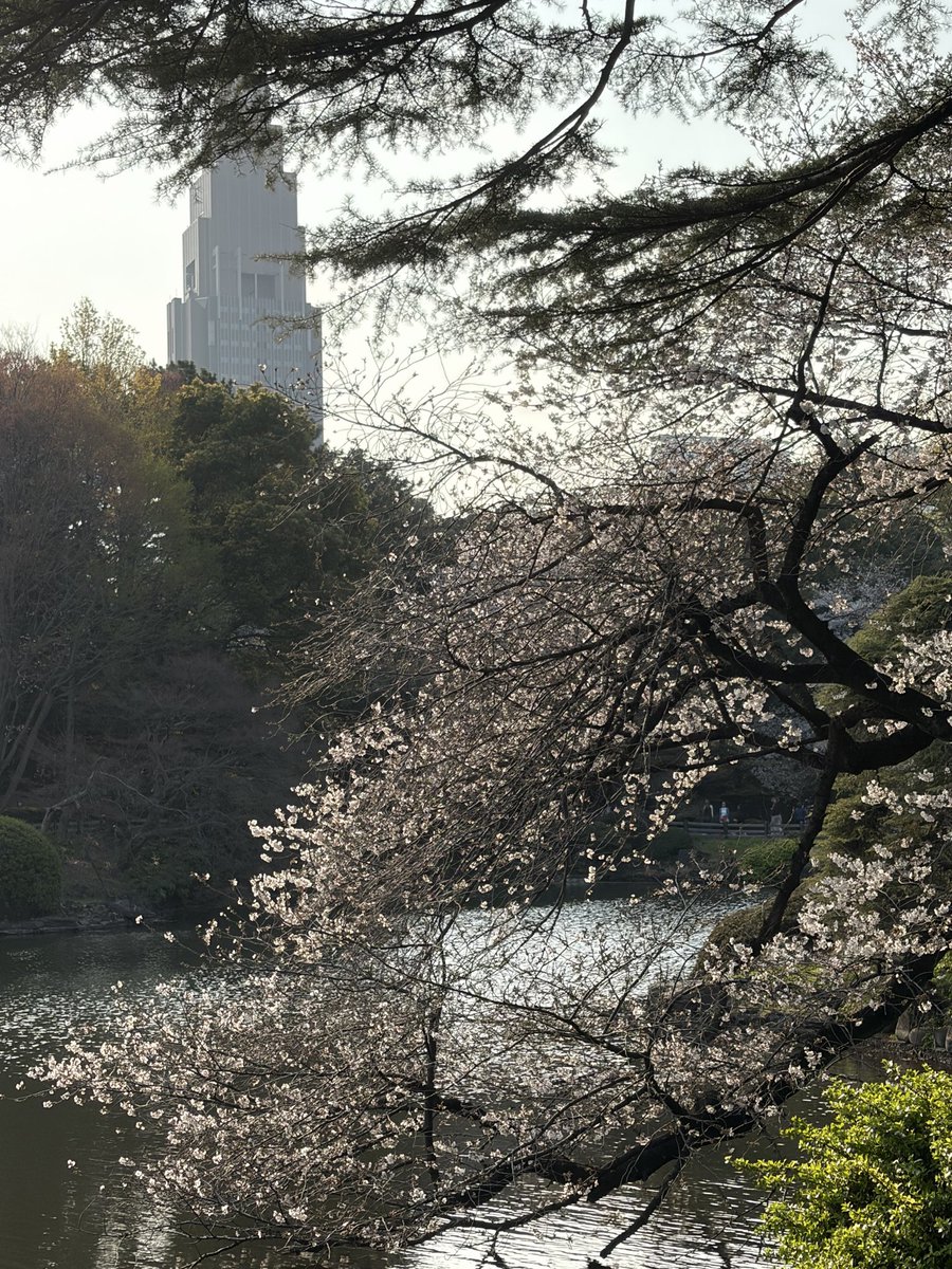 mango_pudding tweet media