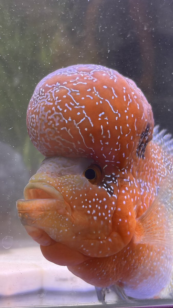 అందాల రాక్షసి 🐦 tweet media