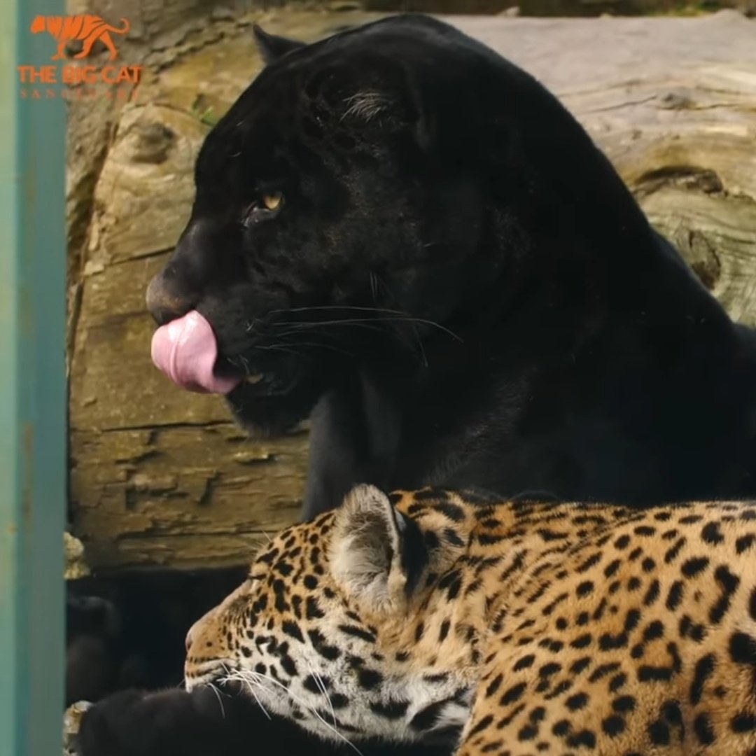 คุณหมึก tweet media