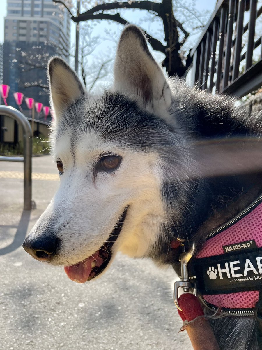 Heart the Husky & Koto the chatty cat tweet media