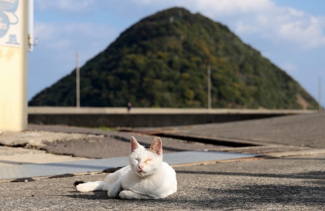 Shimajiro tweet media