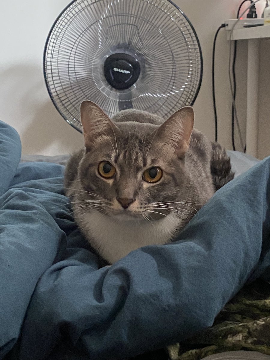 โป๊ยเซียน tweet media