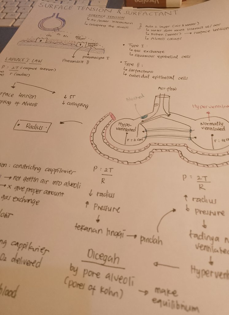 ray²⁷ 🦇 tweet media