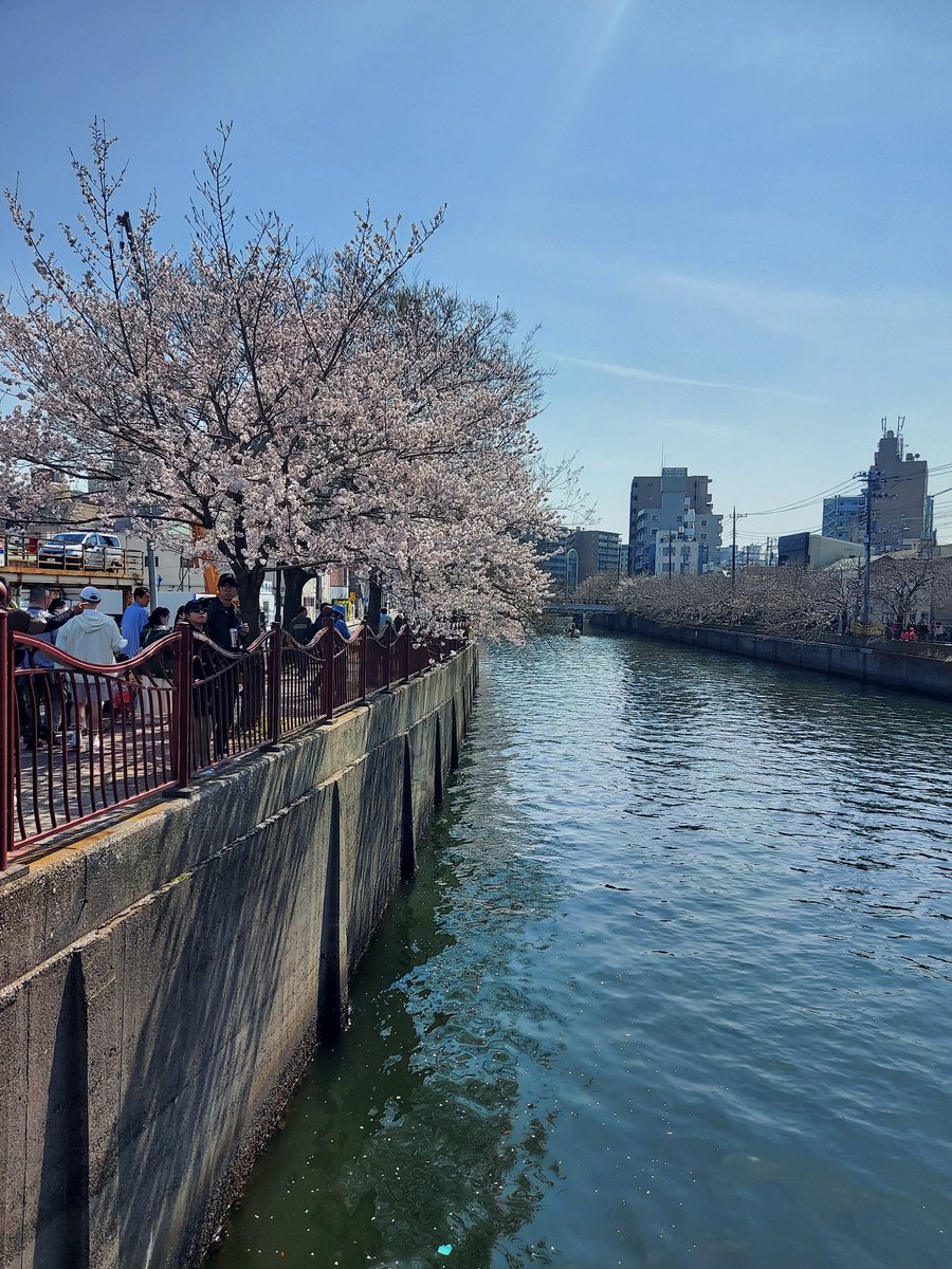 tttsuruda's tweet photo. 大岡川とやらにお花見へ🌸 https://t.co/deO7640ncD