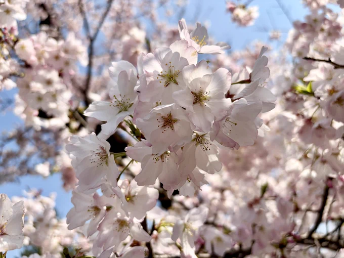 お花見をしてきた!