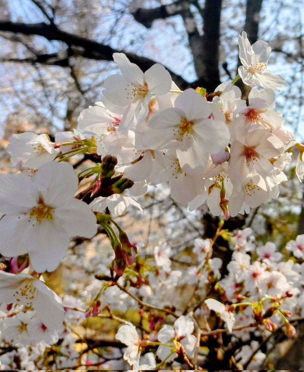 むじな（🐎） tweet media