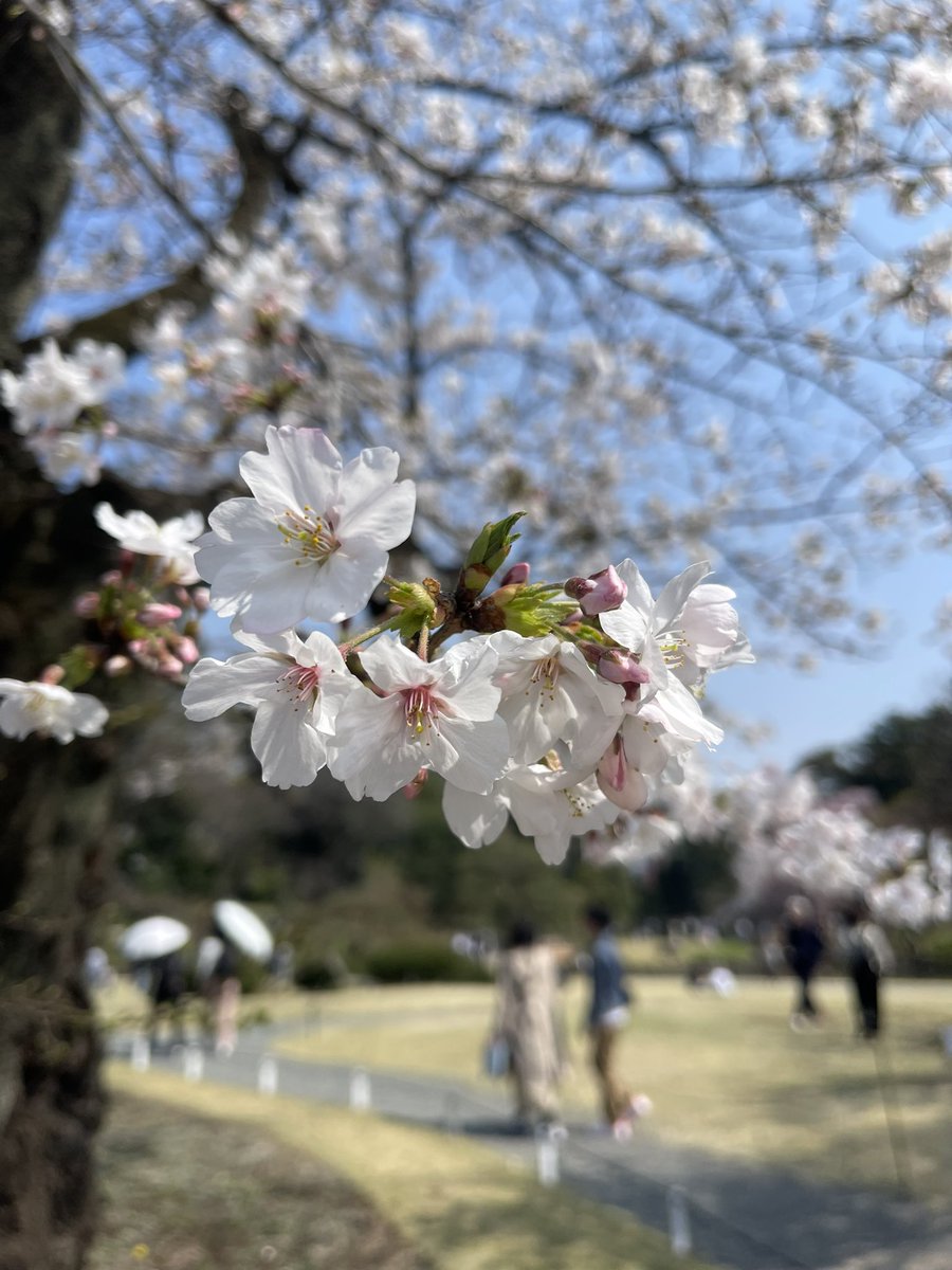 瀧澤優子 tweet media