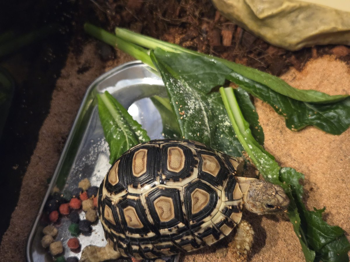 すがちん　3/28ナゴレプ tweet media